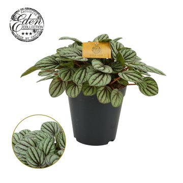 Peperomia 'Mystique'