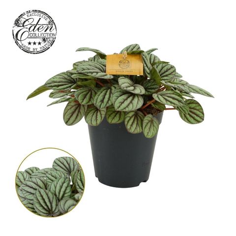 Peperomia 'Mystique'