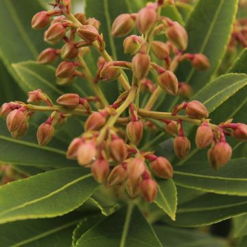 Pieris japonica 'Sarabande'