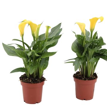 Zantedeschia 'Sunclub'
