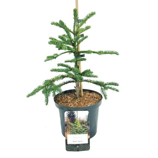 Abies procera 'Rat Tail'