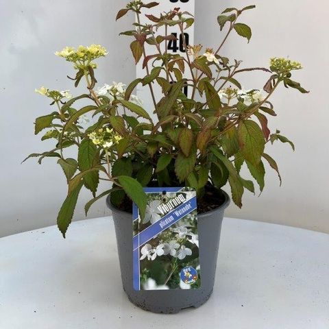 Viburnum plicatum 'Ватанабэ'