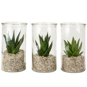 χυμώδη φυτά MIX