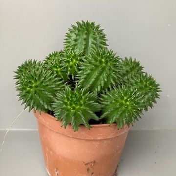 Euphorbia susannae