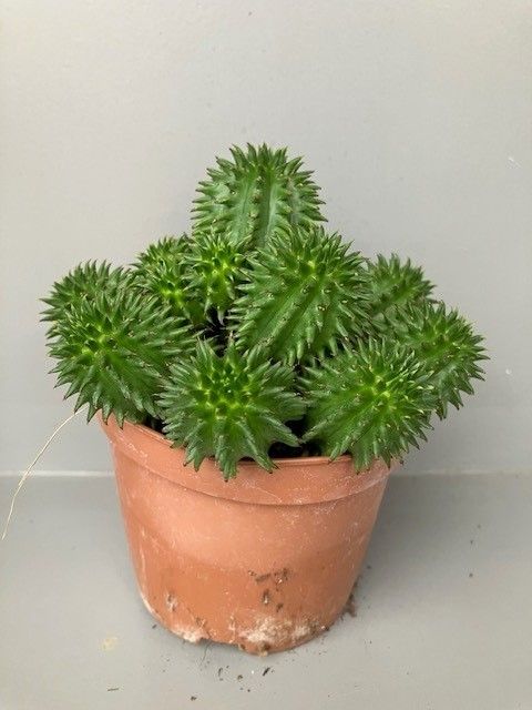 Euphorbia susannae