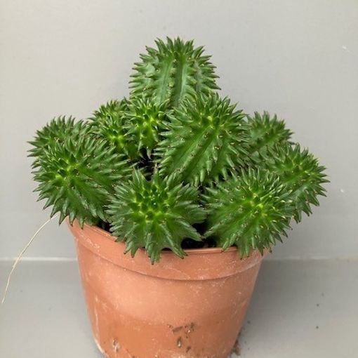 Euphorbia susannae