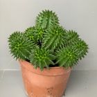 Euphorbia susannae