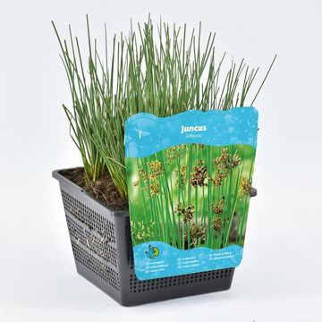 Juncus inflexus