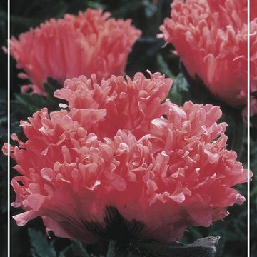 Papaver orientale 'Fancy Feathers'