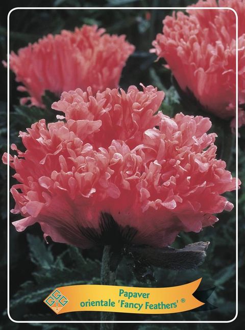 Papaver orientale 'Fancy Feathers'