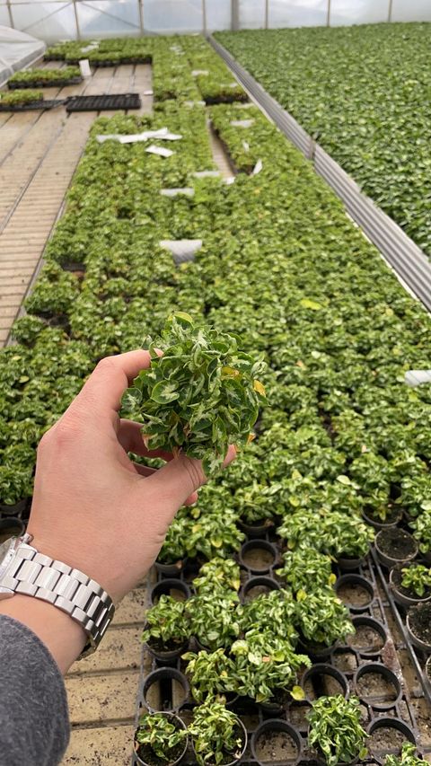 Syngonium podophyllum 'Mini Pixie'