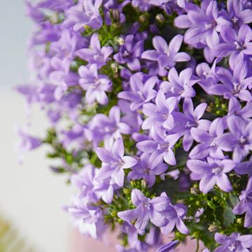 Campanula portenschlagiana AMBELLA MIX