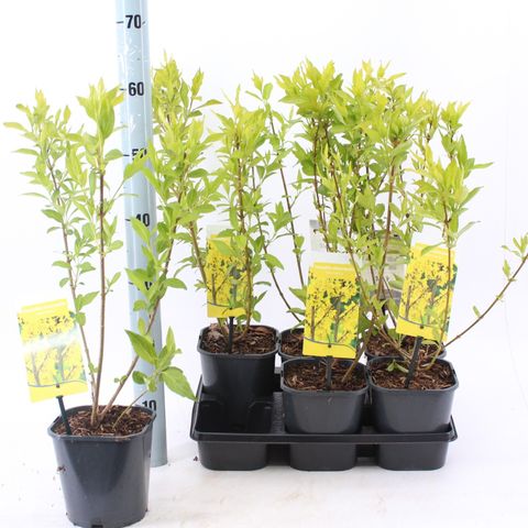 Forsythia x intermedia 'Spectabilis'