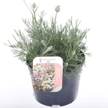 Rhodanthemum hosmariense 'Zagora Orange'