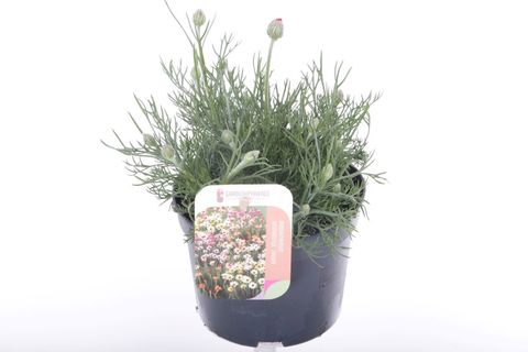 Rhodanthemum hosmariense 'Zagora Orange'