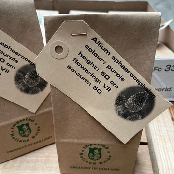 Allium sphaerocephalon