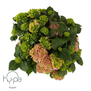 Hydrangea macrophylla MOPHEAD PINK