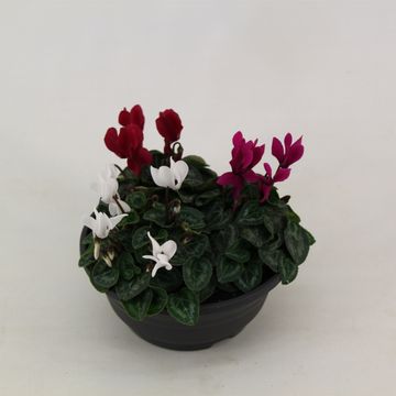 Cyclamen SUPER SERIE VERANO MIX