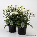 Leucanthemum maximum