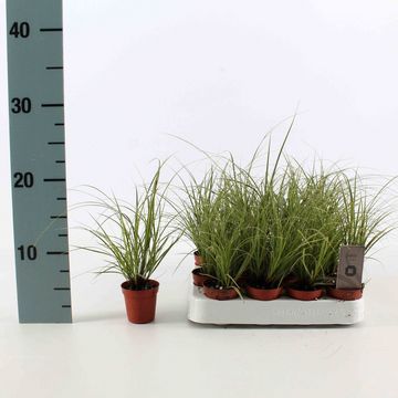 Carex brunnea 'Jubilo'