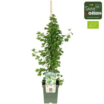 Ribes uva-crispa EASYCRISP MR. GREEN