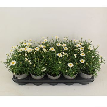 Argyranthemum frutescens LA RITA COMPACT WHITE