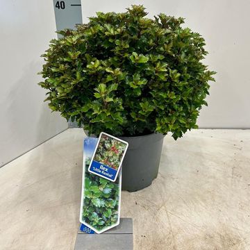 Ilex x meserveae LITTLE RASCAL
