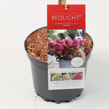 Hydrangea paniculata GARDENLIGHTS REDLIGHT