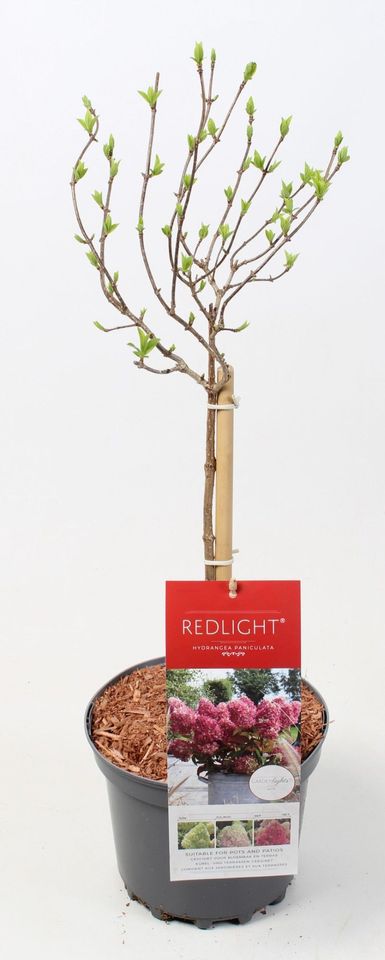 Hydrangea paniculata GARDENLIGHTS REDLIGHT