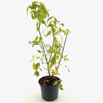 Acer negundo 'Variegatum'