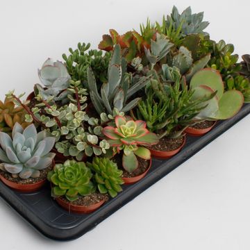 Succulents MIX