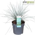 Festuca glauca 'Azurit'