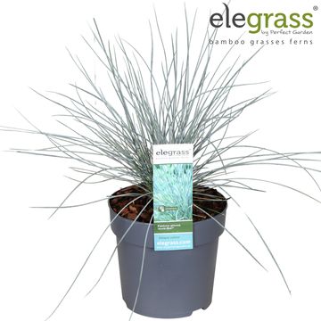 Festuca glauca 'Azurit'