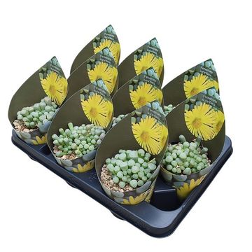 Fenestraria aurantiaca