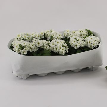 Primula obconica SWEET KISSES AMORE WHITE