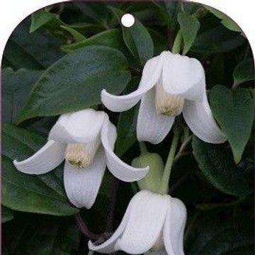 Clematis urophylla 'Winter Beauty'