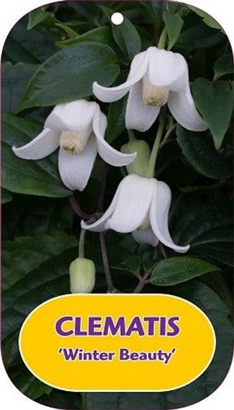 Clematis urophylla 'Winter Beauty'