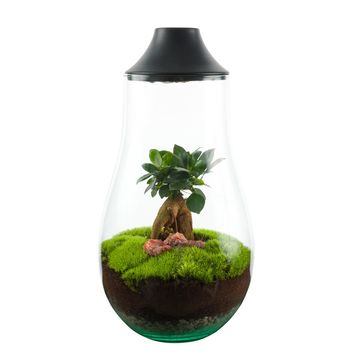 Composizione Terrarium