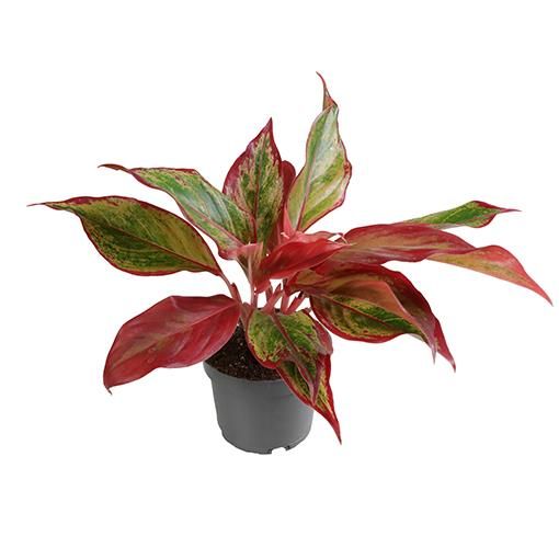 Aglaonema 'Crete Flame'