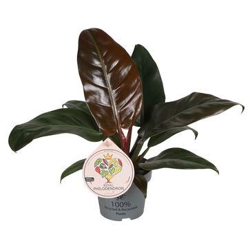 Filodendro 'Imperial Red'