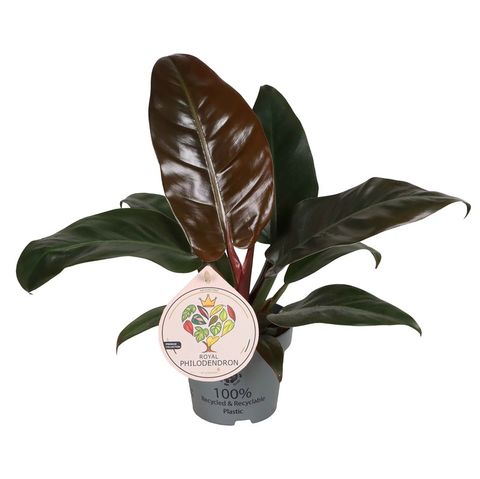 Philodendron 'Imperial Red'