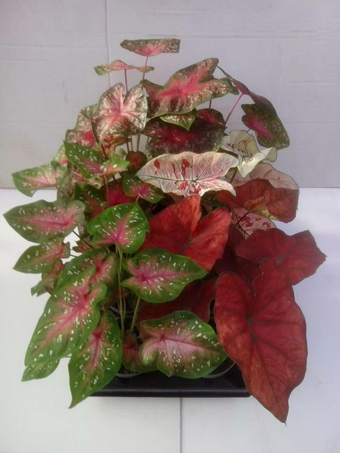 Caladium MIX