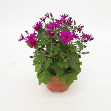 Pericallis MANDALA MAGENTA