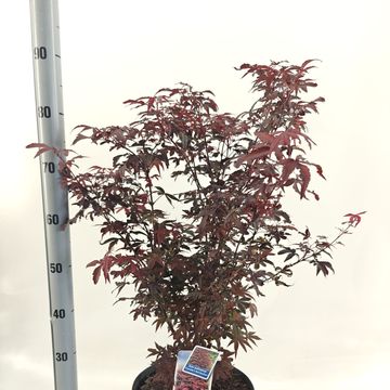 Acer palmatum 'Twombly’s Red Sentinel'