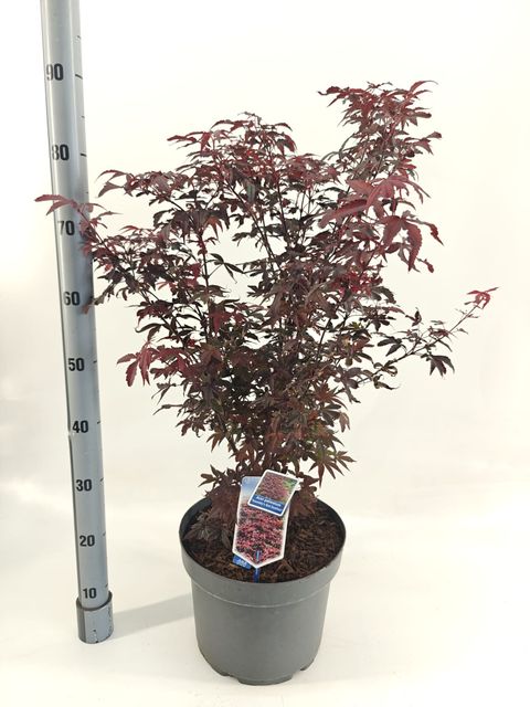Acer palmatum 'Twombly’s Red Sentinel'