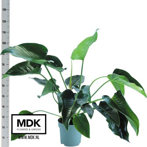 Philodendron 'Green Beauty'