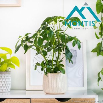 Schefflera arboricola 'Compacta'