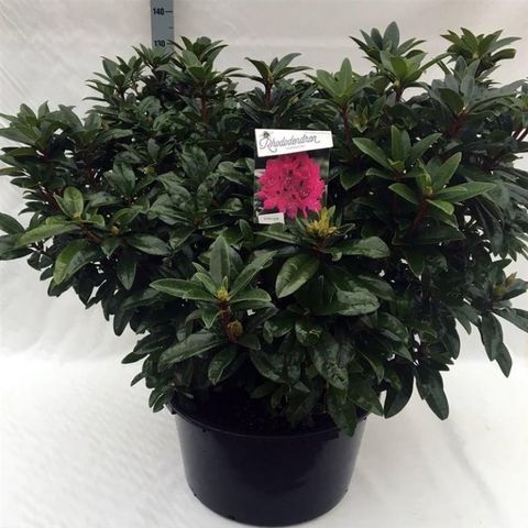 Rhododendron 'Ana'