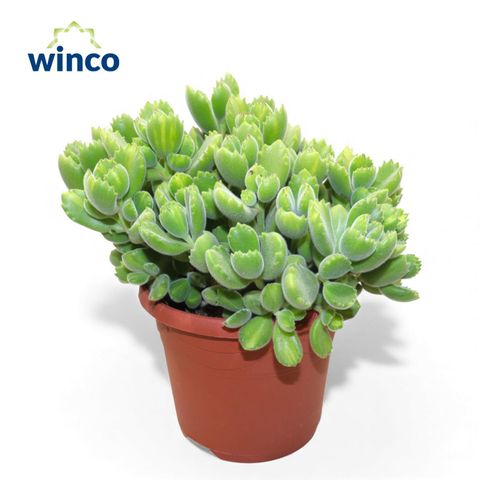 Cotyledon ladismithiensis