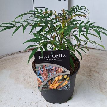 Mahonia VOLCANO